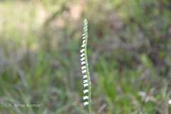 Spiranthes sinensis